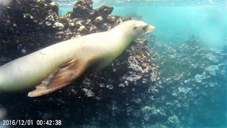 Snorkeling with Sea Lions - They checked us out during several of our snork