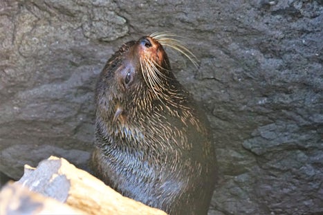 Fur Seal coming out of den
