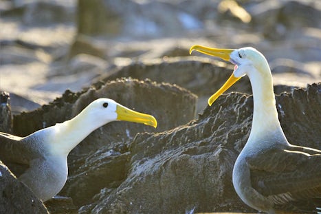 Mating ritual of the Albatross - amazing!