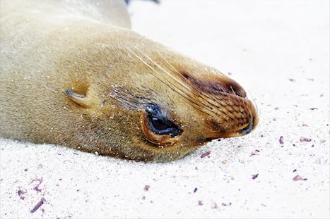 Young Sea Lion napping on the warm sand