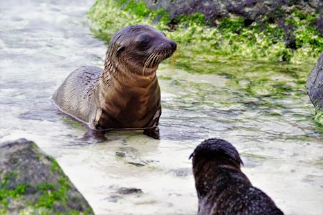 Sea Lion pup hearing his mother's call