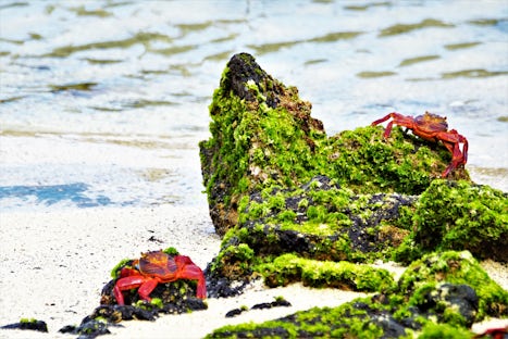 Crabs picking through the algae for goodies