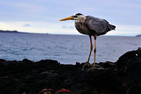 Heron on the hunt - have video of one nabbing a crab!