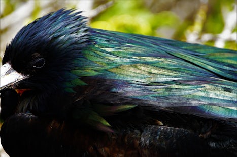 Beautiful feathers on a Frigate Bird.