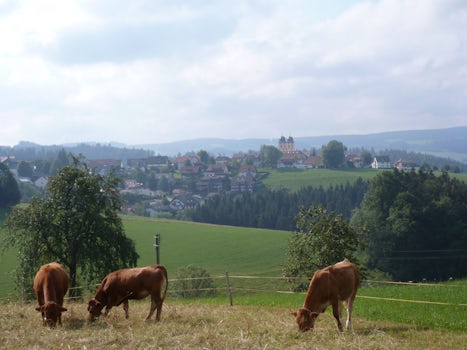 The Black Forest, Germany - Expected to see Heidi come running over the hil