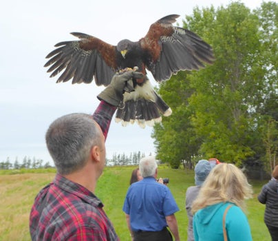 Falcon excursion in Charlottetown, unique!