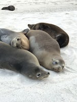 Sea lions basking