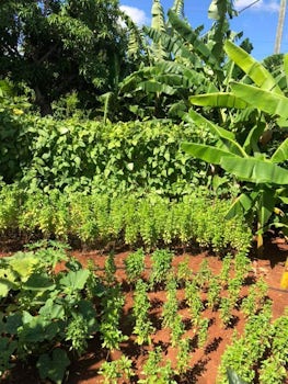 The home garden we visited that provides herbs and vegetables and bananas t