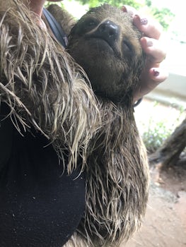 Sloth in Roatan