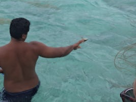 swimming with Sharks and Rays Bora Bora