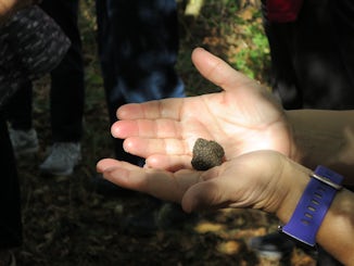 Truffle that Chinook found for us!