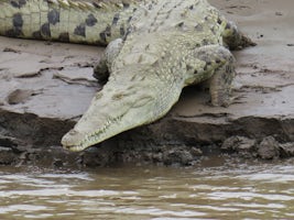 American crocodile in Costa Rica