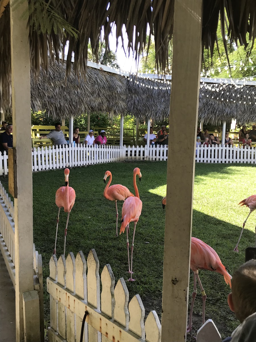 Flamingo show at Zoo in Nassau