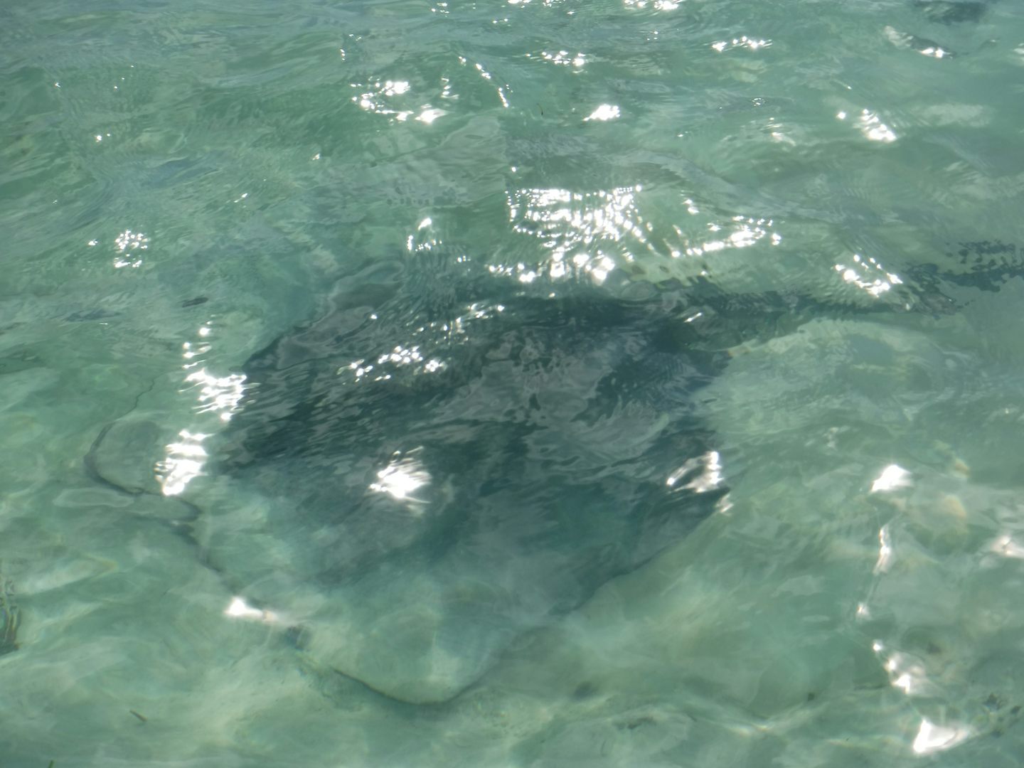 beware of stingrays at coco Cay  they are everywhere, near the Bungalo beac