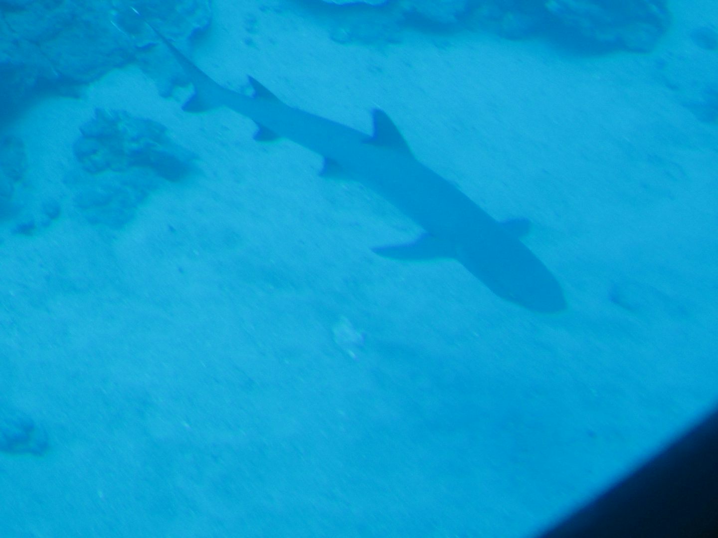 Shark outside submarine in Maui