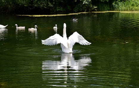 Swan family in Kehl, Germany.