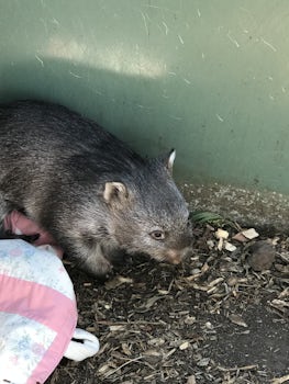 Baby Wombat at Bonorong animal sanctuary