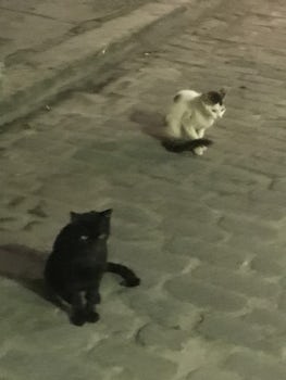 Just 2 of the 40+ cats and dogs we saw, not aggressive at all