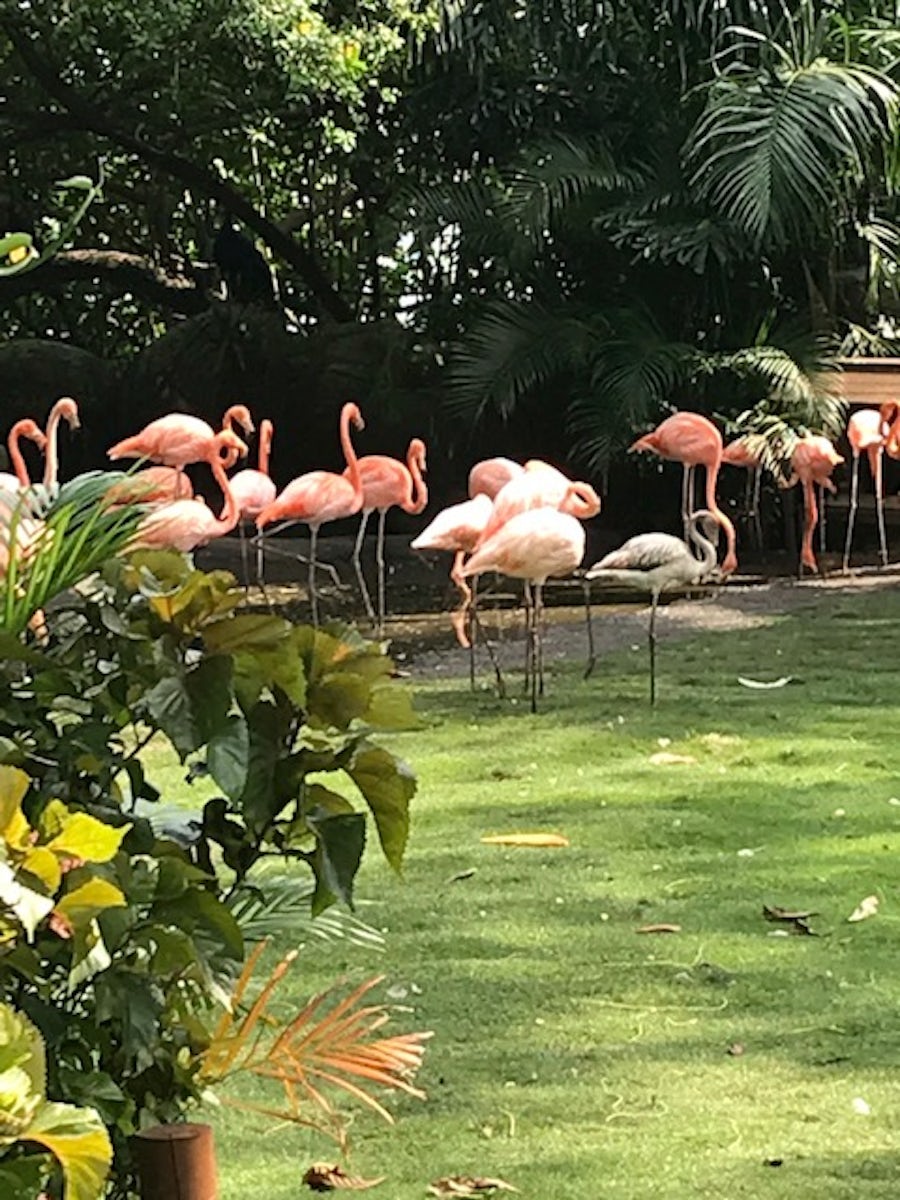 Majestic Flamingos - Botanical Gardens, Cartegena, Colombia