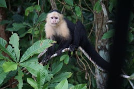 White-faced capuchin monkey on Monkey Watch EXC excursion, Panama
