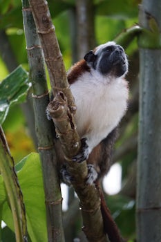 Marmoset on Monkey Watch EXC excursion, Panama
