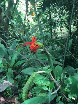 Flowers of rainforest in Costa Rica.