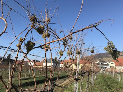 Vineyards of Durnstein