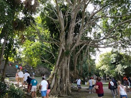 Giant vicus tree at Chacchoben