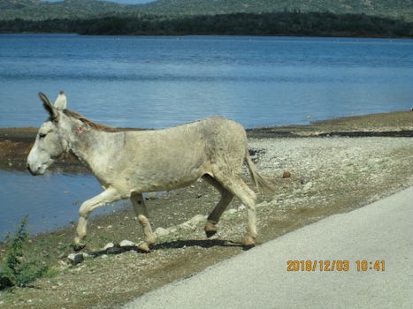 Donkey crossing road and running away.