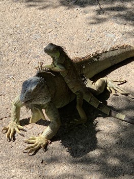 Iguanas in Roatan