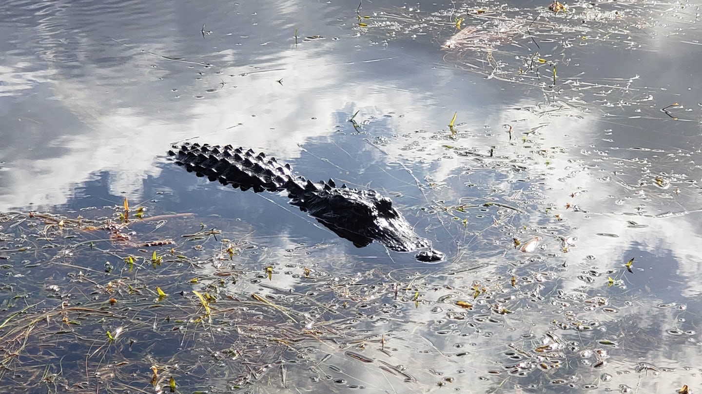Alligator swimming at the Sawgrass Recreation Park