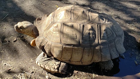 Tortoise at the Sawgrass Recreation Park