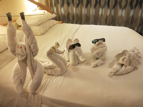 amazing room steward allowed us to keep all of our towel animals from the c