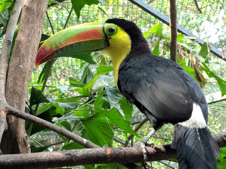 Toucan in the aviary at the port in Cartagena