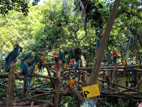 Macaws at the port in Cartagena