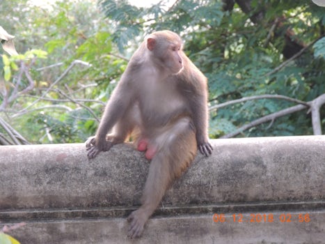 free roaming monkeys on the tour in Halong Bay