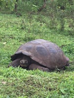 Galapagos Land Turtle