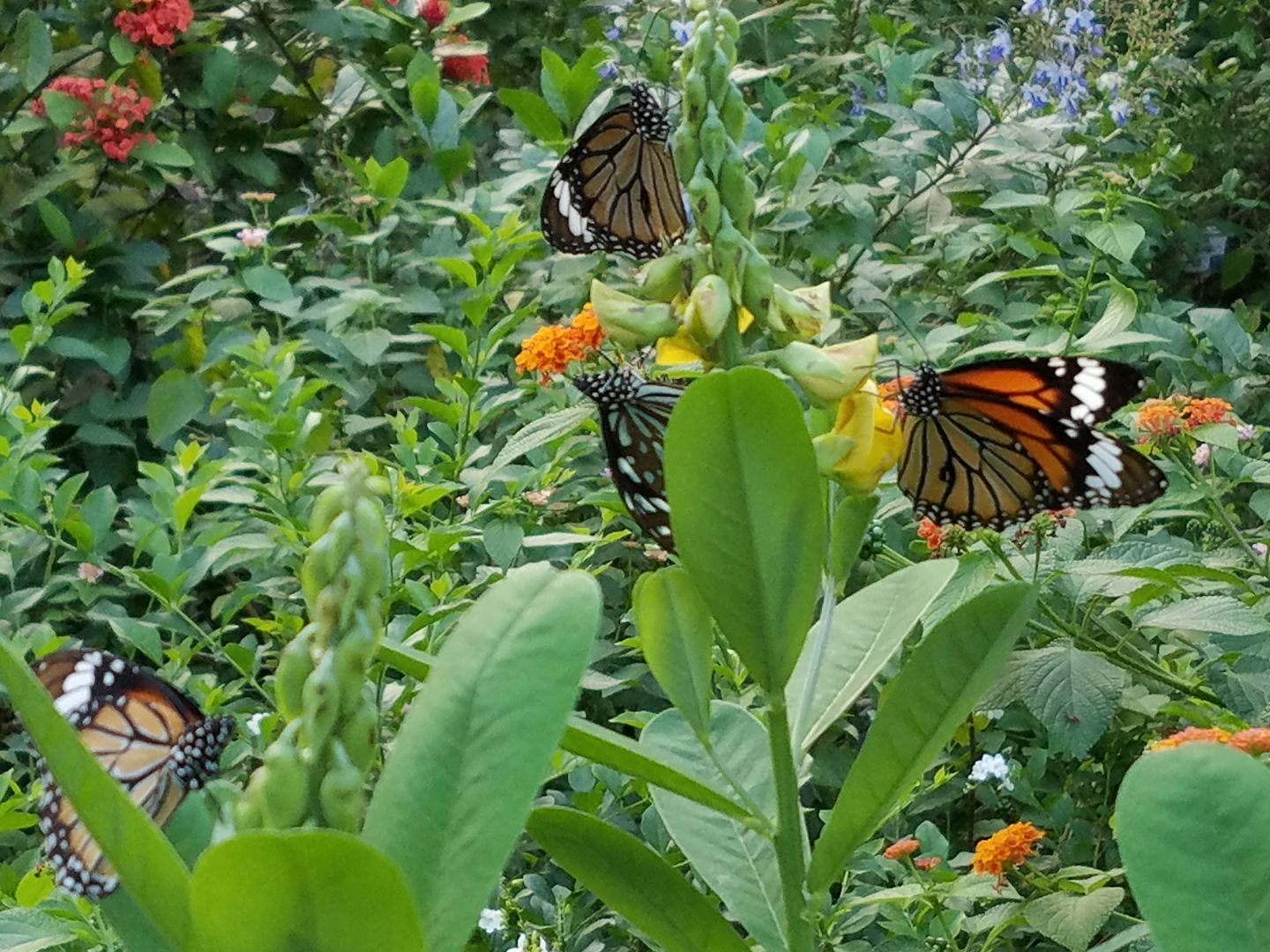 Butterflies in Hong Kong Park