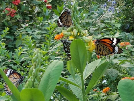 Butterflies in Hong Kong Park