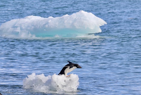 Adelie penguin on an ice berg