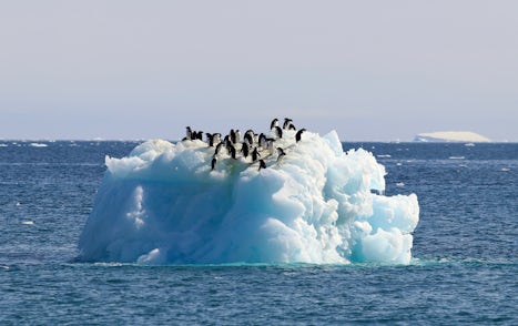 Adelie penguins floating by on an iceberg
