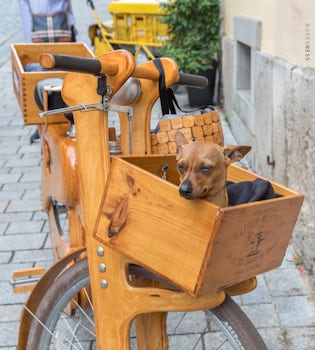 Dog in a bike basket, Rothenburg, Germany.
