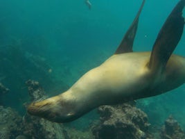 On our first day snorkeling, this sea lion swam slowly past me...