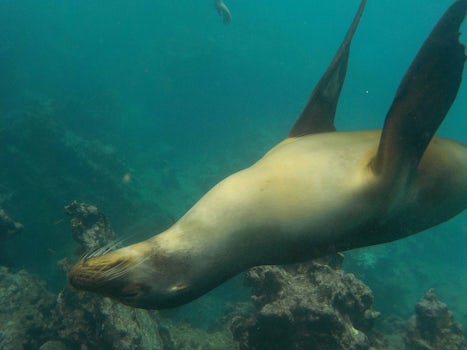 On our first day snorkeling, this sea lion swam slowly past me...