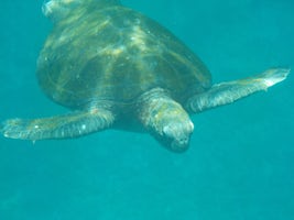 On our second snorkel this turtle swam past
