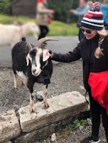 Billy Goats roam freely on the mountains in Bergen, Norway. Take the Floiba