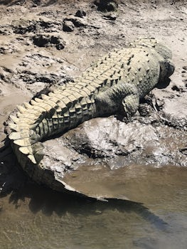 Crocodile in Puntarenas
