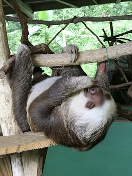 Sloth in Fuentes Amador