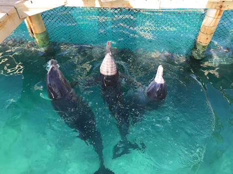 Dolphins at Blue Lagoon Encounter before they get their hugs & kisses from