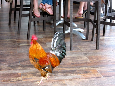 Grand Cayman -- George Town -- free ranging chickens and roosters were abun